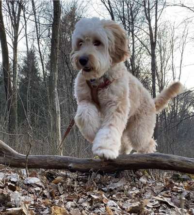 Wald Bild-Beitrag-Bild