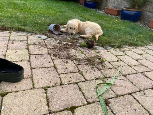 Zeig mir, dass du mit einem hund zusammenlebst....-Beitrag-Bild