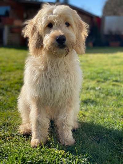 Foto's und Hundemodels-Beitrag-Bild