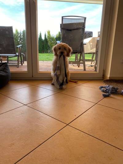 Zeigt eure verrücktesten Hundebilder-Beitrag-Bild