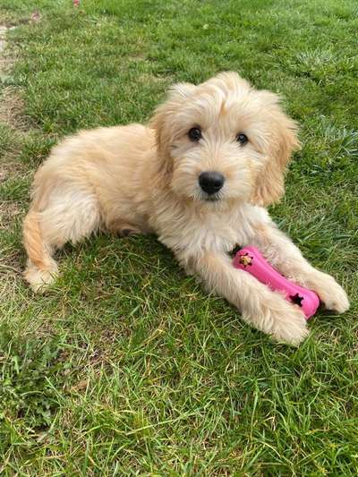 Goldendoodle-Beitrag-Bild