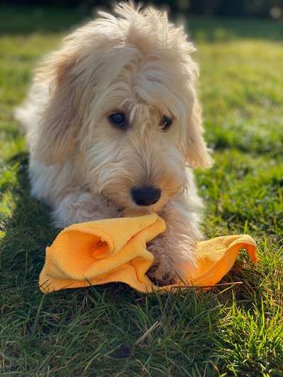 Foto's und Hundemodels-Beitrag-Bild