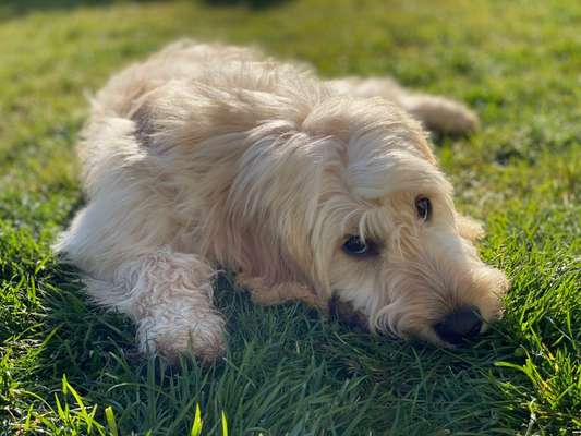 Foto's und Hundemodels-Beitrag-Bild