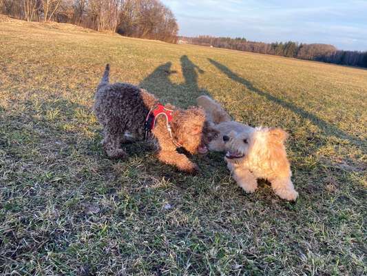 Dogorama Photo Challenge - Die besten Hundebuddys-Beitrag-Bild