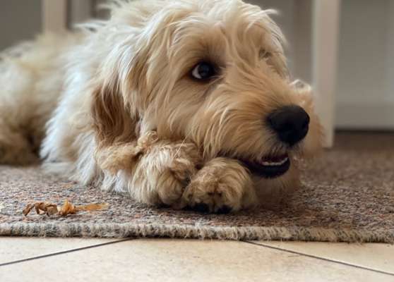 Foto's und Hundemodels-Beitrag-Bild