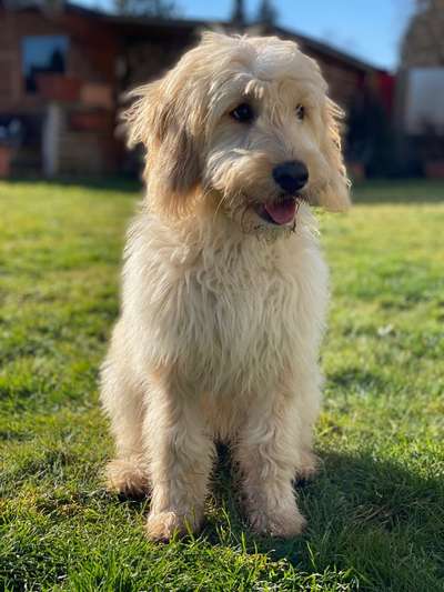 Foto's und Hundemodels-Beitrag-Bild