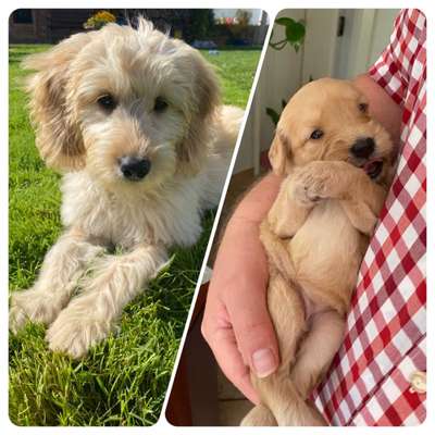 Welpenfotos-Beitrag-Bild