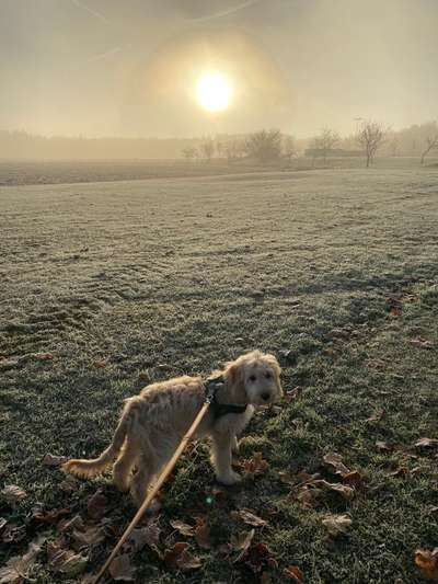 Fotochallenge Nr 55  -  Hund im November--Beitrag-Bild