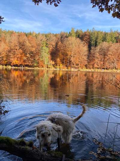 Was können eure Ohren so? ;)-Beitrag-Bild