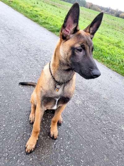 Zeigt eure Malinois!!!-Beitrag-Bild