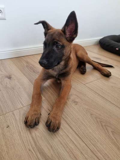 Hundebilder-Beitrag-Bild