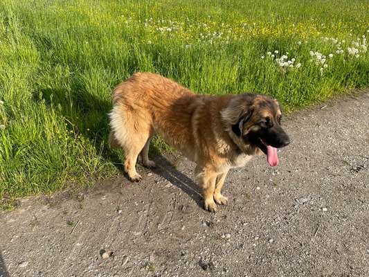 Hundetreffen-Kumpels Nähe SMÜ gesucht-Bild