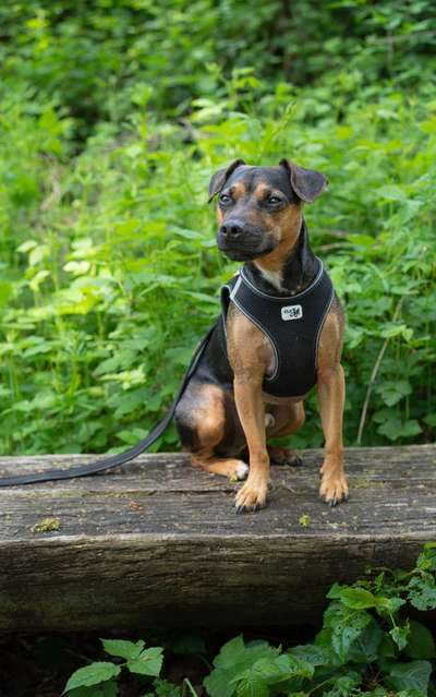 Reinrassige Hunde?-Beitrag-Bild