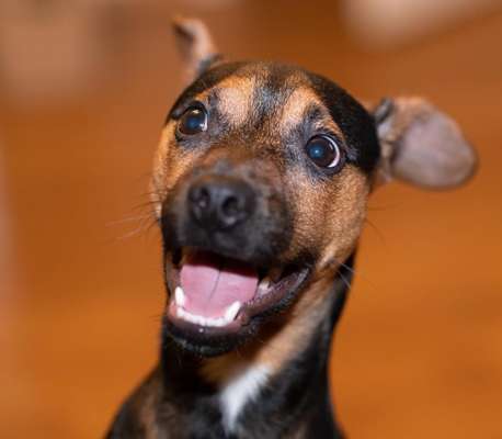 Dogorama Photo Challenge - lustigste Grimasse-Beitrag-Bild