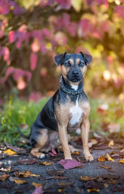 Herbst Bilder-Beitrag-Bild