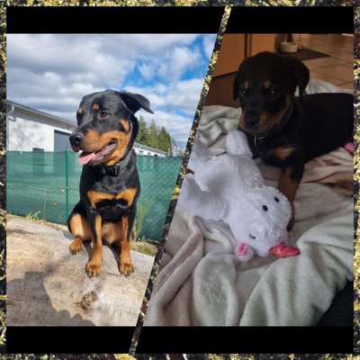 Vom Welpen zum Hund-Beitrag-Bild