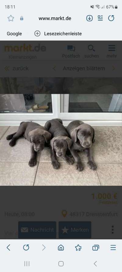 Hundetreffen-Wurfgeschwister aus Drensteinfurt?-Bild