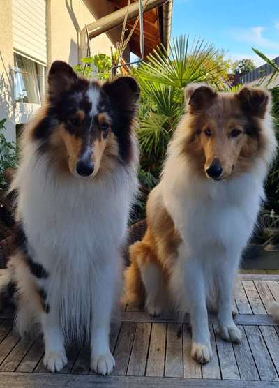 Collies -wo seid ihr?-Beitrag-Bild