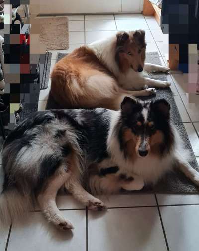 Collies -wo seid ihr?-Beitrag-Bild