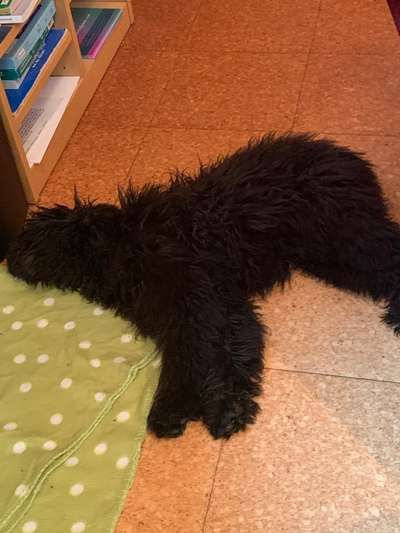 Welpen Bilder !-Beitrag-Bild