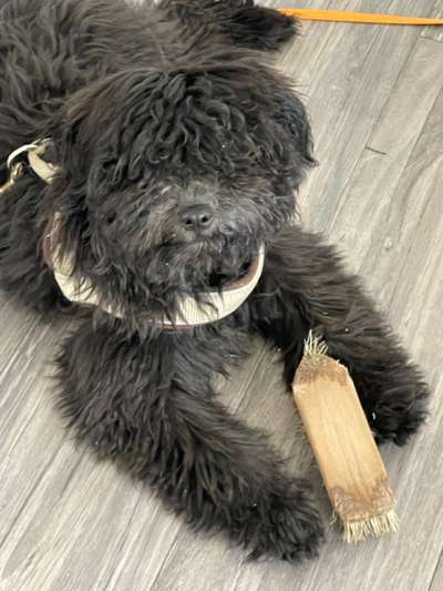 Wie heißt dein Hund?-Beitrag-Bild