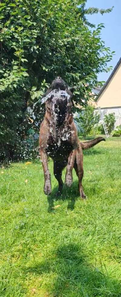 cane corso-Beitrag-Bild