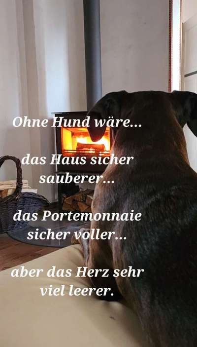 Wohnen mit Hund/ Hunden-Beitrag-Bild