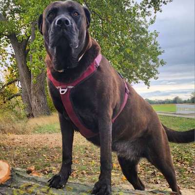 HSH abgeben?-Beitrag-Bild