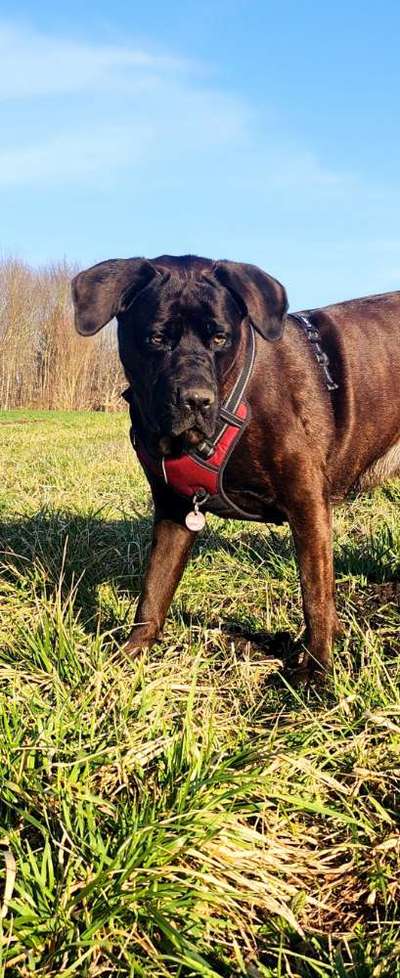 Zwerghunde und die "bösen Grossen"-Beitrag-Bild