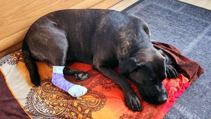 Wolfskralle abgerissen-Beitrag-Bild