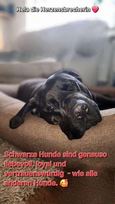 Hunde Memes-Beitrag-Bild