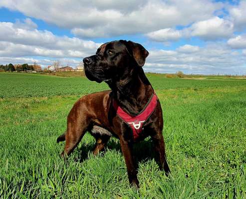 cane corso-Beitrag-Bild