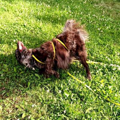 Hundetreffen-Welpenfreunde im hessischen Ried gesucht