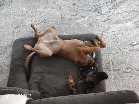 Die Dogorama Wochen Challenge-Beitrag-Bild