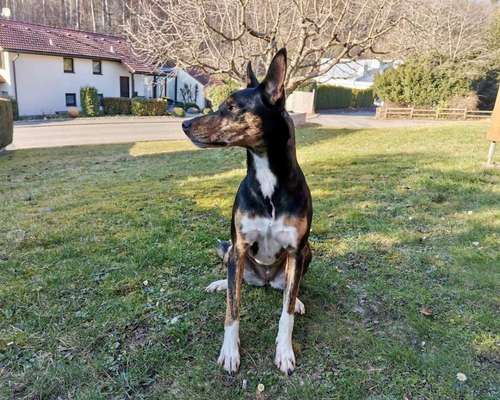 Die Dogorama Monats Challenge "Es grünt und blüht"-Beitrag-Bild