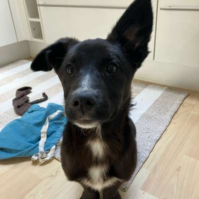 Hundetreffen-Spielrunde-Bild