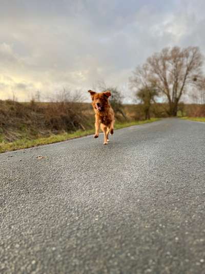 Hundetreffen-Gemeinsame Gassi Runde-Bild