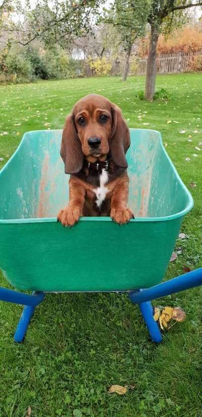 Dein Hund im Dogorama-Kalender 2021-Beitrag-Bild