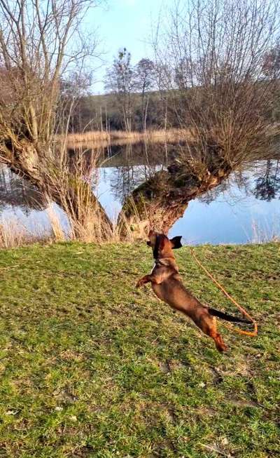 Die Dogorama Wochen Challenge-Beitrag-Bild