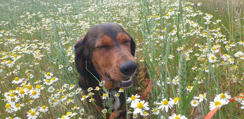 Dein Hund im Dogorama-Kalender 2021-Beitrag-Bild