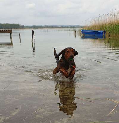 Dein Hund im Dogorama-Kalender 2021-Beitrag-Bild