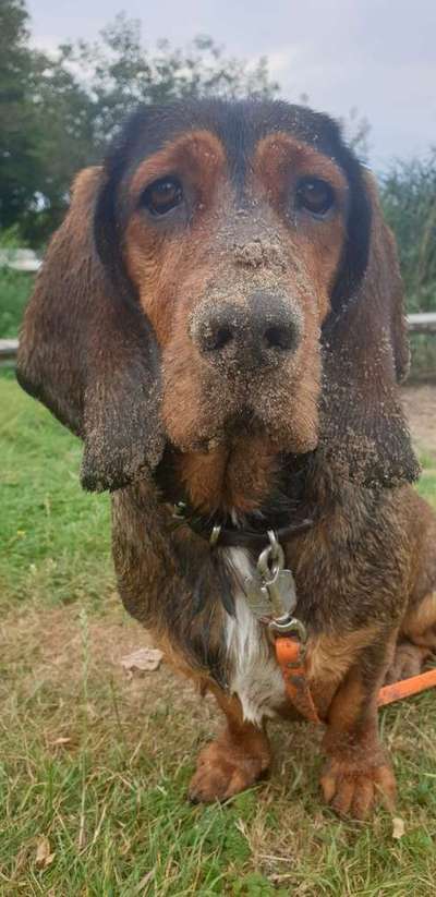 Foto's und Hundemodels-Beitrag-Bild