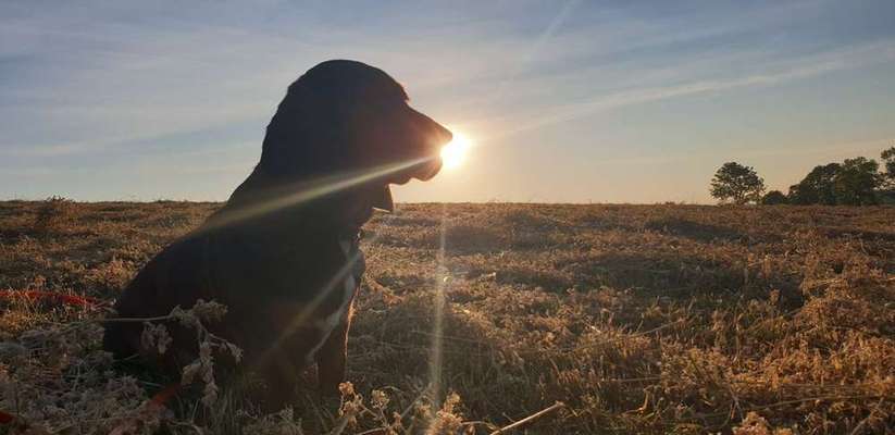 Dein Hund im Dogorama-Kalender 2021-Beitrag-Bild