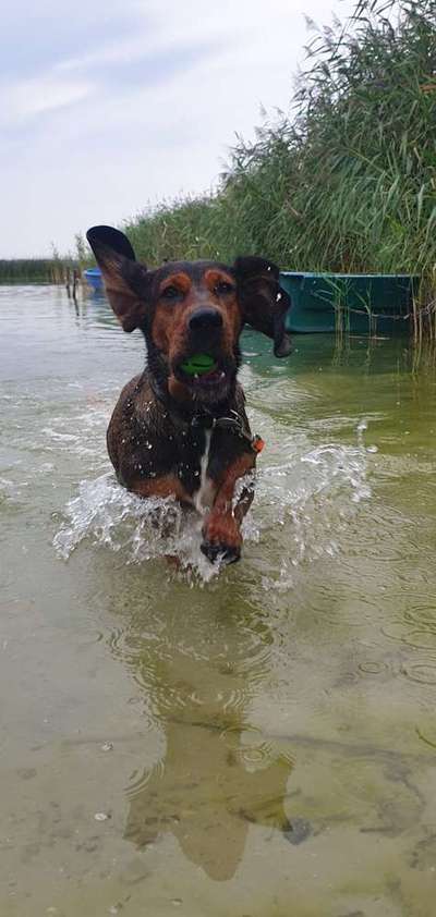 Foto's und Hundemodels-Beitrag-Bild