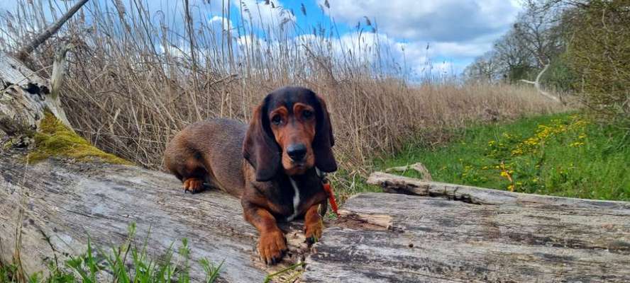 Mischlingshunde Foto Aufruf-Beitrag-Bild