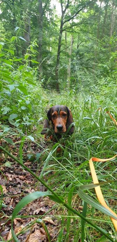 Dein Hund im Dogorama-Kalender 2021-Beitrag-Bild