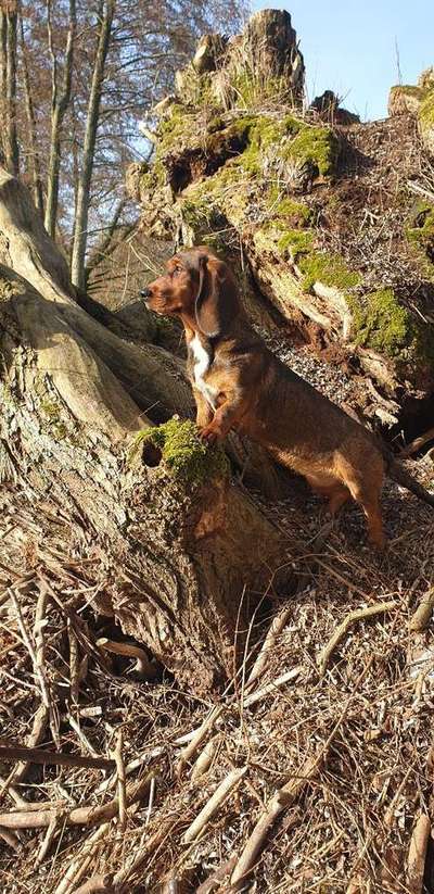 Dein Hund im Dogorama-Kalender 2021-Beitrag-Bild