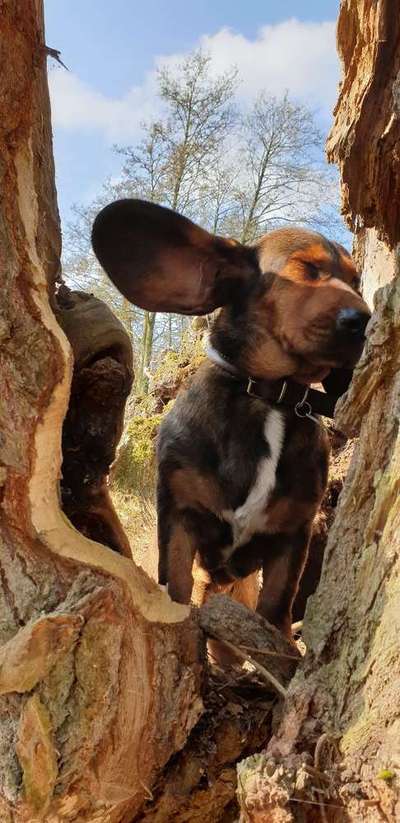 Dein Hund im Dogorama-Kalender 2021-Beitrag-Bild