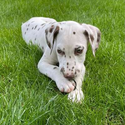 Welpen Bilder !-Beitrag-Bild