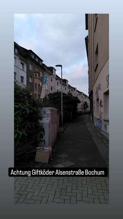 Giftköder-Giftköder in Alsenstraße-Bild